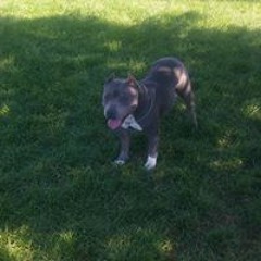 Chester Yonushewskijr