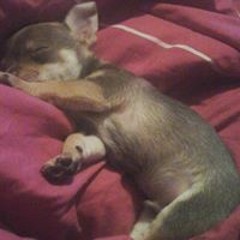 Sierra Rose Mitchell