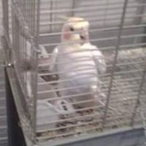 Stream Austin Eagles music Listen to songs, albums, playlists for