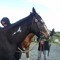 horses forever