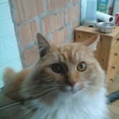 Huugo Belgique Clauuw