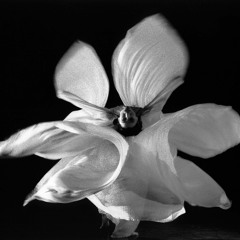 Loïe Fuller