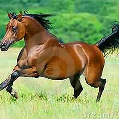 ‫السامي تواق‬‎