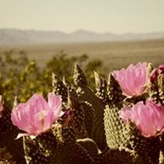 Ad Asteris: Dreaming365 X