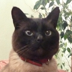 DJ Kallisti - Fuk Toemack missing in action