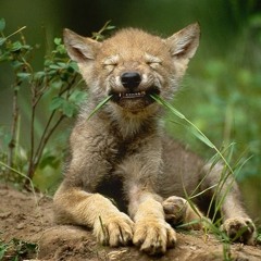 Wolf Cub