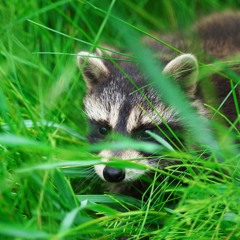 stereotypicalpenguin