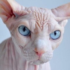 Plamen Ivanov Squeezes