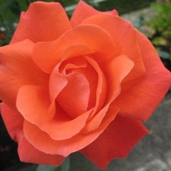 Ana Josefa Linda Flor