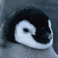 penguin