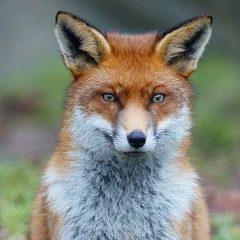 Mixes de Renard