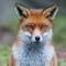 Mixes de Renard