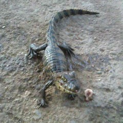 Orelha do Salgueiro Pjl