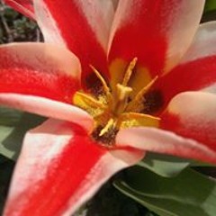 Roy Maurice Hegewald