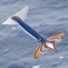 Zylphia Mitotic