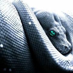 Cobra (Animal Kingdom)