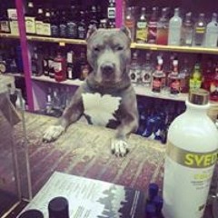 Raffaele Macina Leone