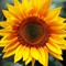ah~sunflower