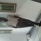 Aclorck Peres Polinice