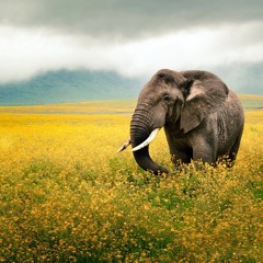 Elegant Elephant.