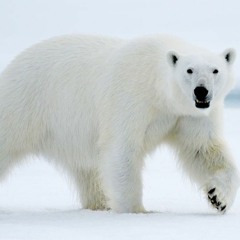 alcoholic polar bear