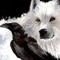 lone wolf of mind