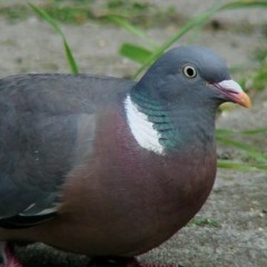 DuivenMans