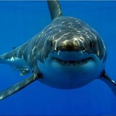 Alfonso Oranje Guzman