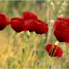 Annissa Ferissa INes