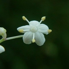 zalosnabazga