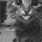 tiny_lungs
