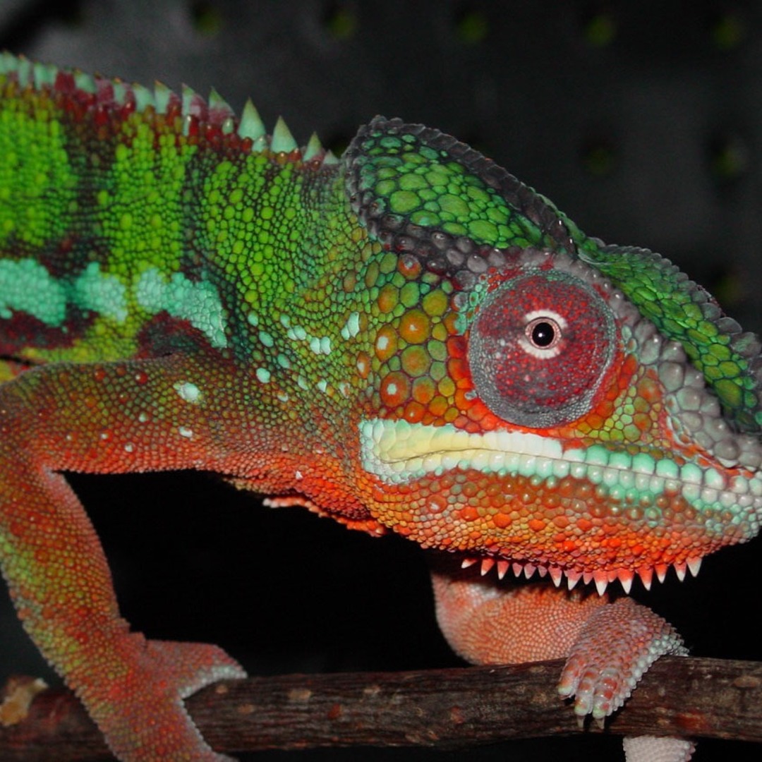 Stream The High Chameleons music | Listen to songs, albums