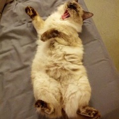 JunglistCat