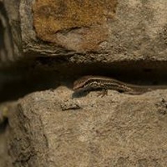 Гущер Гущеров