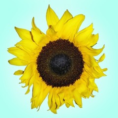 Jimmy Sunflower