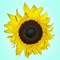 Jimmy Sunflower