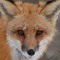 RileyFoxcat