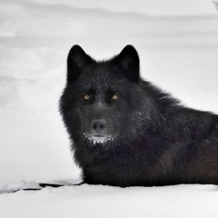 Wolf_Fyodor(444)