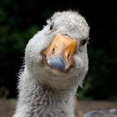 A Gander