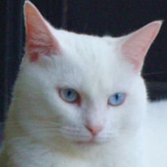 Serra Phim