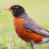 Robin Bot 1
