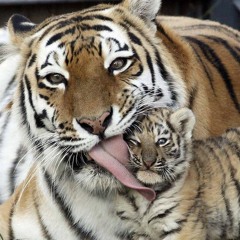 tigerine