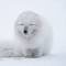 ArcticFox