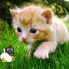 piano songs(deemo,cytus,etc)