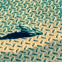 Christopher M Rzigalinski