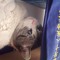 skerp_cat