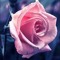 Salwa Sayed