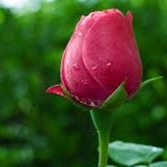 Anam Khan