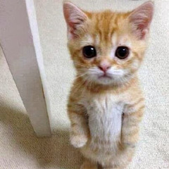 Живко Янков