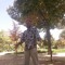 Exten